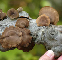 Polyporus brumalis, growth pattern on dead wood.